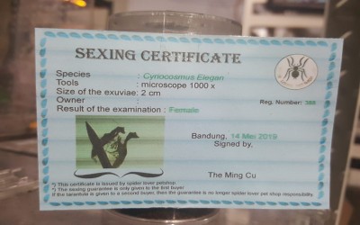Jasa Sexing untuk Tarantula Dwarf